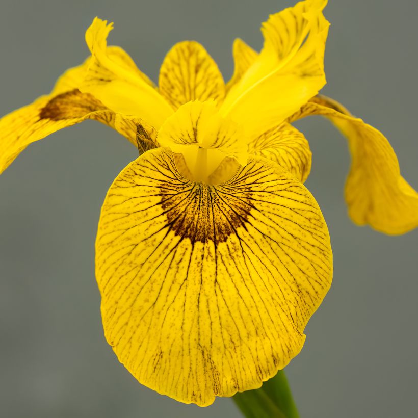 Iris Berlin Tiger - Iris d’eau hybride (Floraison)