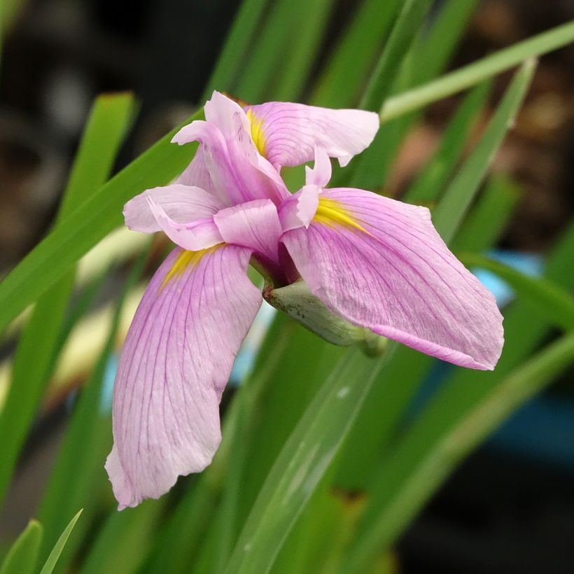 Iris laevigata Rose Queen - Iris d'eau japonais (Floraison)