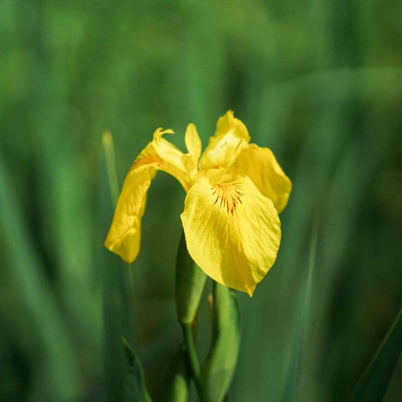 Iris pseudacorus Compact Form - Iris des marais (Floraison)