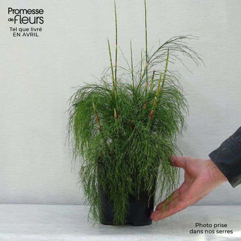 Example of Ischyrolepis subverticillata - Restio Pot de 2L/3L as you get in printemps