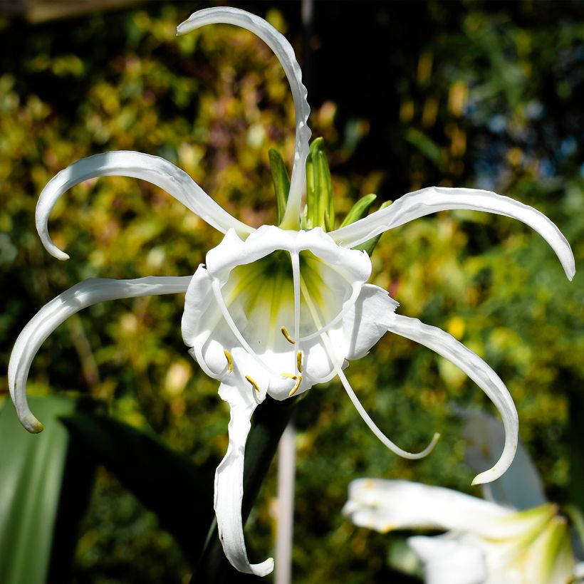 Ismene festalis Blanche - Hymenocallis, Lis araignée blanc. (Flowering)