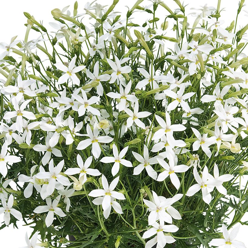 Laurentia ou Isotoma Wendy's White (Floraison)