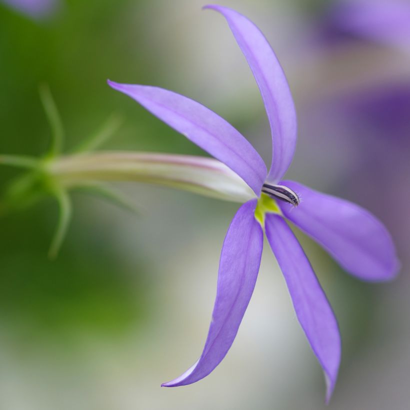 Laurentia ou Isotoma Stella Blue (Flowering)