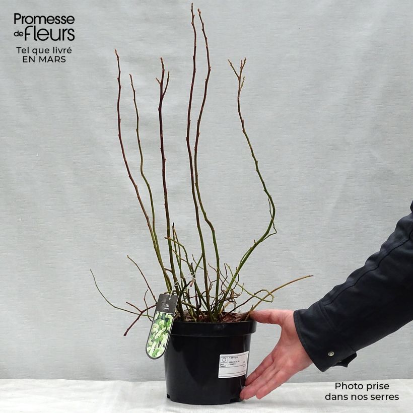 Spécimen de Itea virginica - Itéa de Virginie Pot de 3L/4L tel que livré au printemps