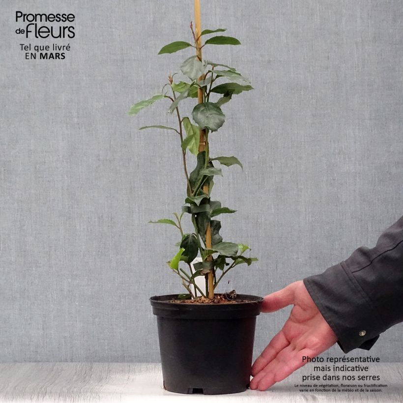 Example of Itea ilicifolia Pot de 2L/3L as you get in printemps