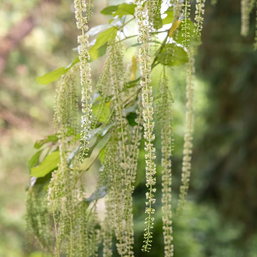 Itea ilicifolia (Flowering)