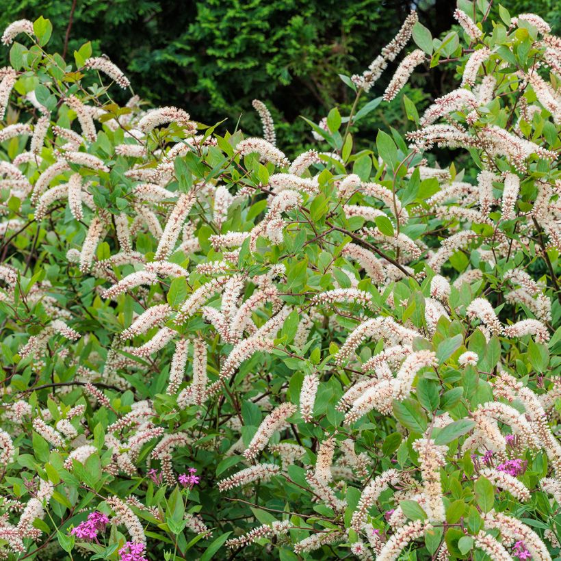 Itea virginica - Itéa de Virginie (Port)