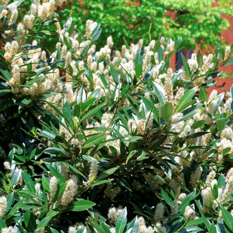 Itea virginica Little Henry - Itéa de Virginie (Foliage)