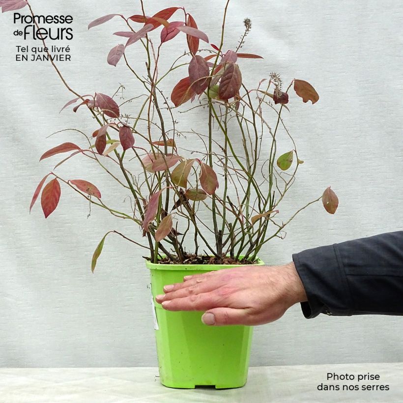 Example of Itea virginica Scentlandia - Itéa de Virginie Pot de 4L/5L as you get in hiver