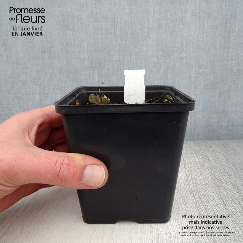 Spécimen de Jaborosa integrifolia Godet de 8/9 cm tel que livré en hiver