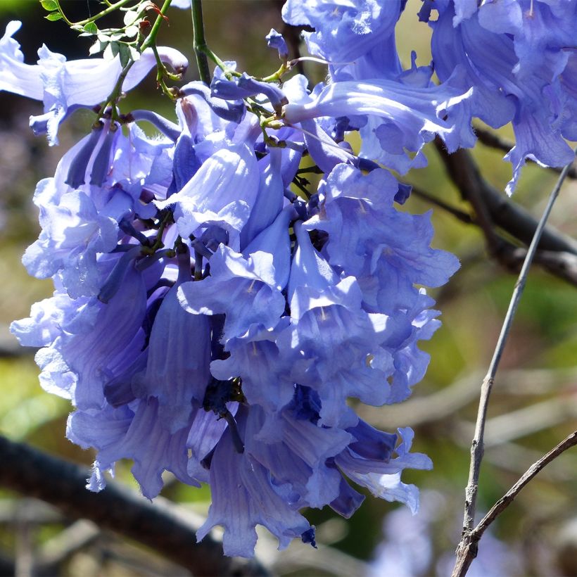 Jacaranda mimosifolia - Flamboyant bleu (Flowering)