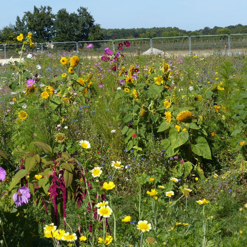 Jachère de fleurs pour Abeilles & Pollinisateurs - Origine France (Plant habit)