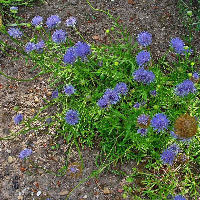 Jasione laevis Blaulicht - Jasione lisse (Plant habit)