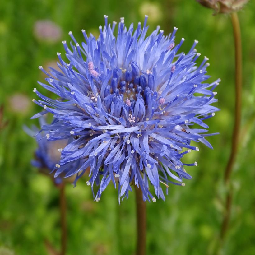 Jasione laevis Blaulicht - Jasione lisse (Flowering)