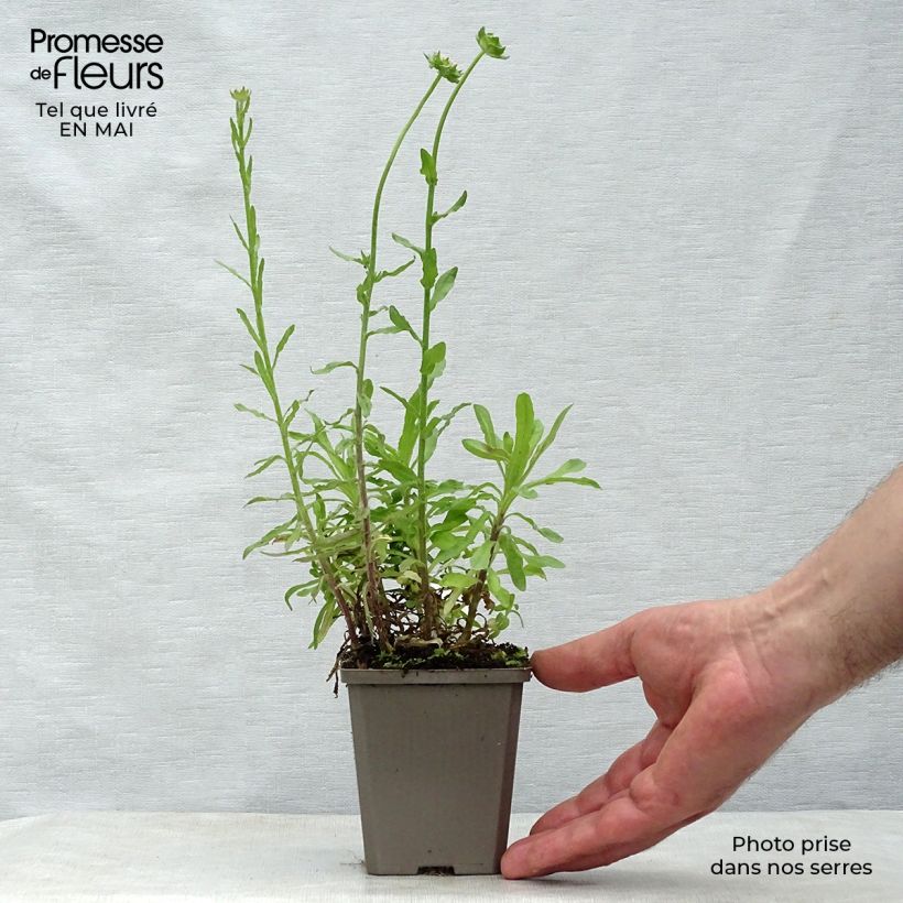 Example of Jasione laevis Blaulicht - Jasione lisse Godet de 8/9 cm as you get in printemps