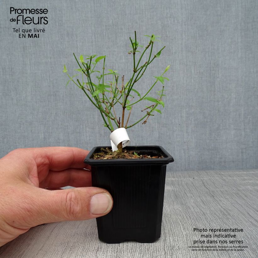 Example of Jasmin - Jasminum stephanense Godet de 8/9 cm as you get in printemps