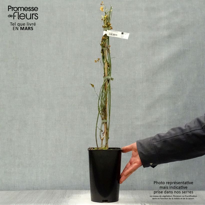 Example of Jasmin - Jasminum stephanense Pot de 2L/3L as you get in printemps