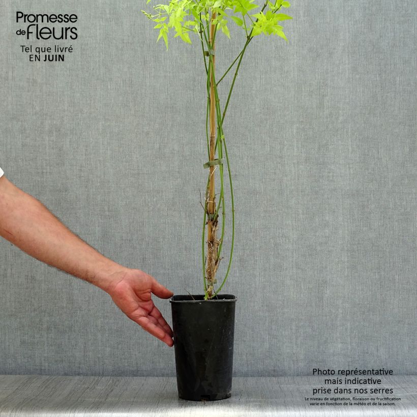 Spécimen de Jasmin officinal - Jasminum officinalis Aureum  Pot de 2L/3L tel que livré en été