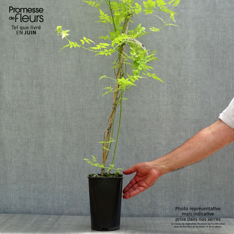 Example of Jasmin blanc - Jasminum officinale Aureum as you get in printemps