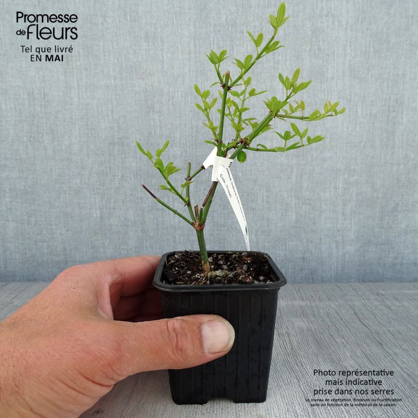 Example of Jasmin d'hiver - Jasminum nudiflorum Godet de 8/9 cm as you get in printemps