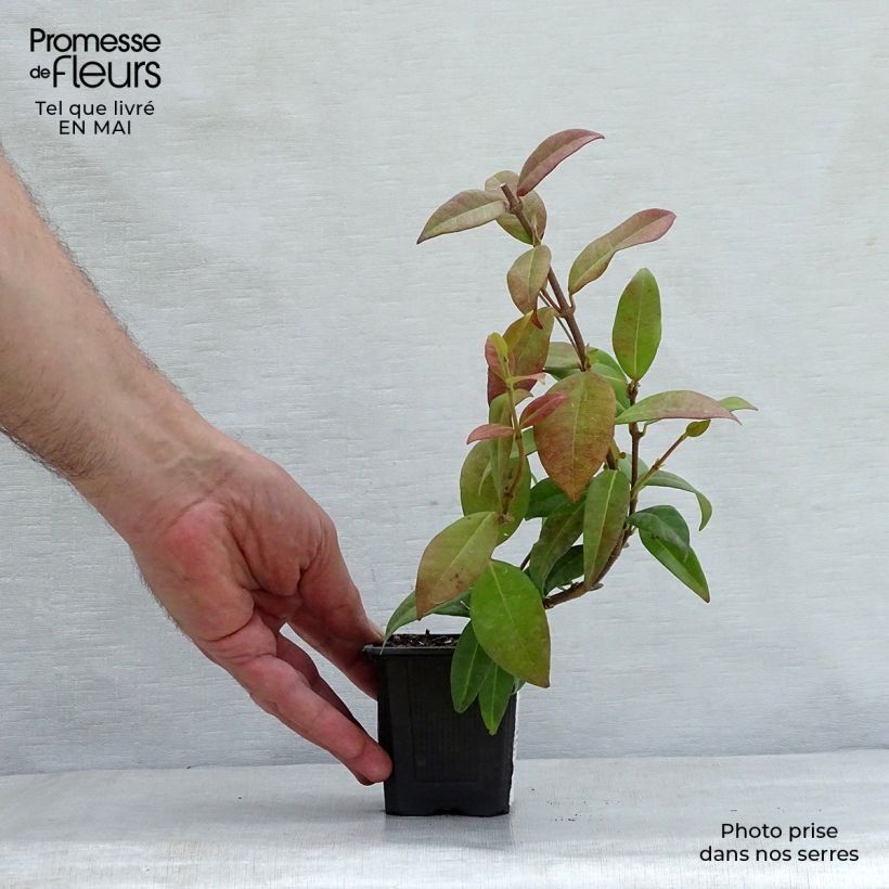 Spécimen de Jasmin étoilé - Trachelospermum jasminoides Godet de 8/9 cm tel que livré au printemps