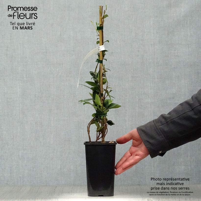 Spécimen de Jasmin étoilé - Trachelospermum jasminoides Pot de 1L/1,5L tel que livré au printemps