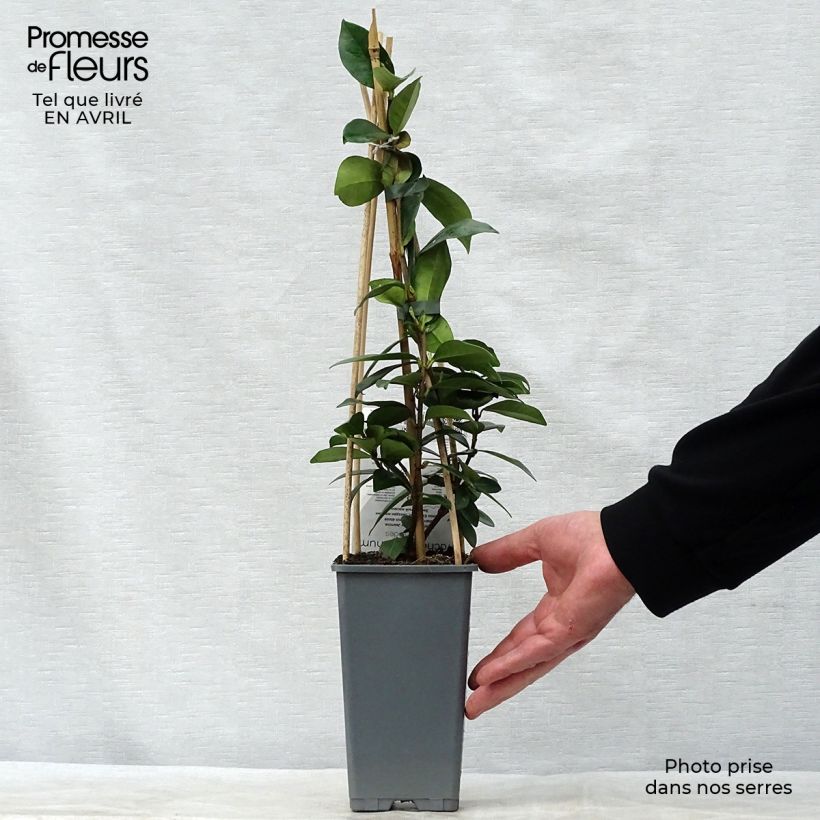 Spécimen de Jasmin étoilé - Trachelospermum jasminoides Pot de 2L/3L tel que livré au printemps