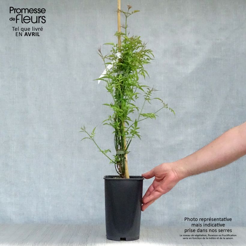 Example of Jasmin officinal - Jasminum officinale Pot de 2L/3L as you get in printemps