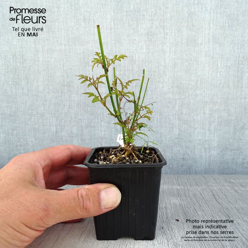 Example of Jasmin officinal - Jasminum officinale Godet de 8/9 cm as you get in printemps