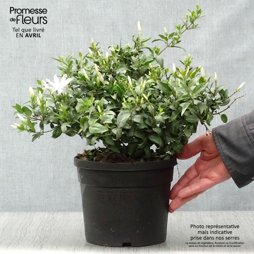 Example of Jasmin sauvage étoilé - Jasminum multipartitum Pot de 2L/3L as you get in printemps