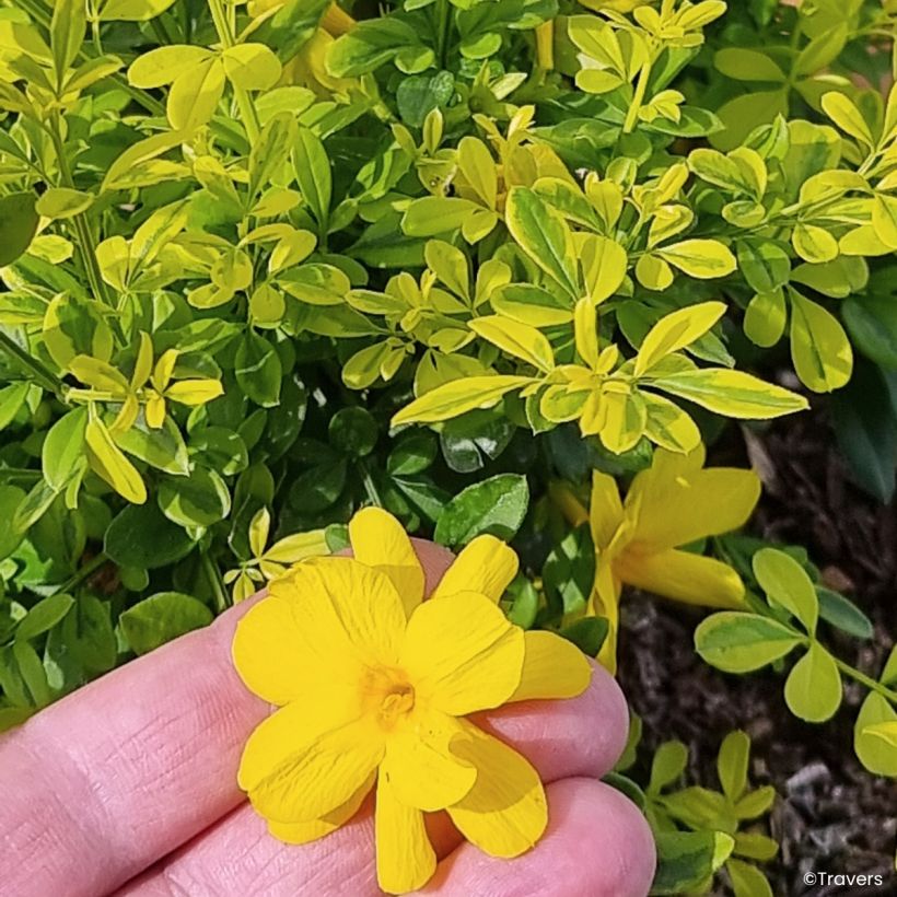 Jasmin primevère Goldtouch - Jasminum mesnyi (Floraison)