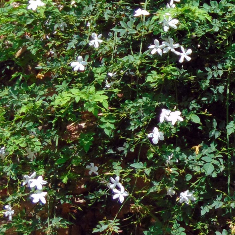 Jasmin des Açores - Jasminum azoricum (Foliage)