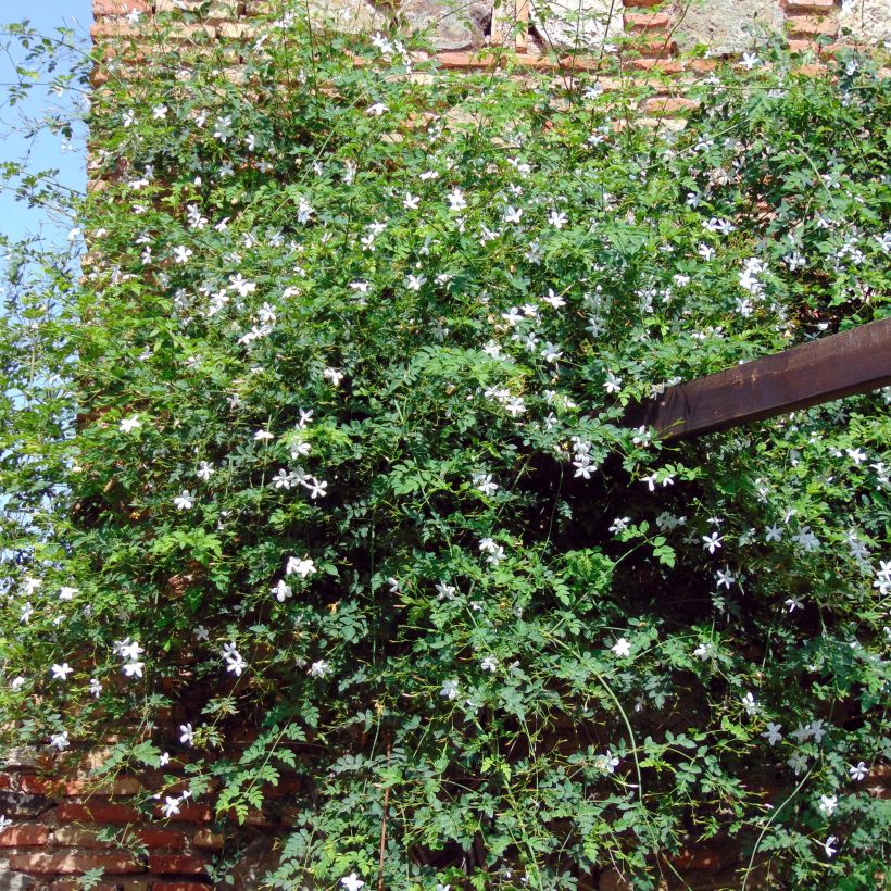 Jasmin des Açores - Jasminum azoricum (Plant habit)