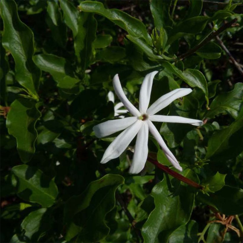Jasmin sauvage étoilé - Jasminum multipartitum (Foliage)