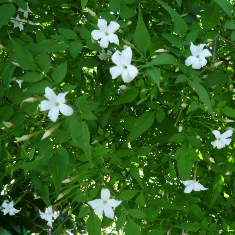 Jasmin officinal - Jasminum officinale (Flowering)