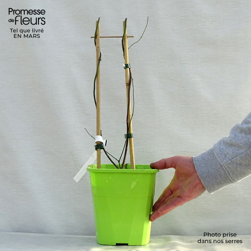 Spécimen de Jasminum officinale Clotted Cream - Jasmin parfumé Pot de 1,5L/2L tel que livré au printemps