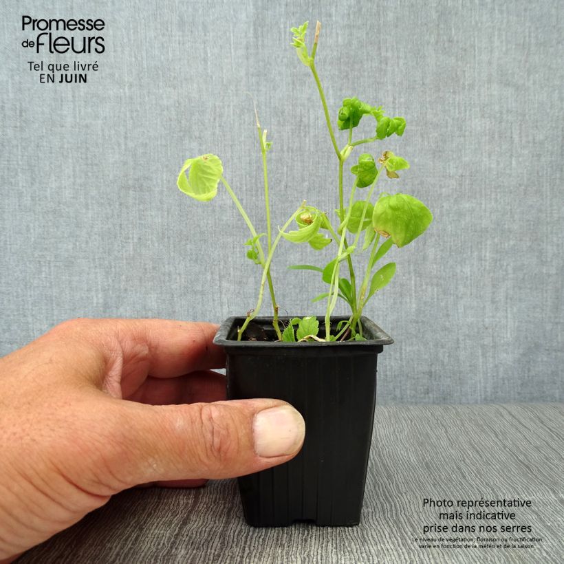 Spécimen de Jiaogulan - Thé de l'immortalité BIO - Herbe de l'Immortalité Godet de 7/8 cm tel que livré en été