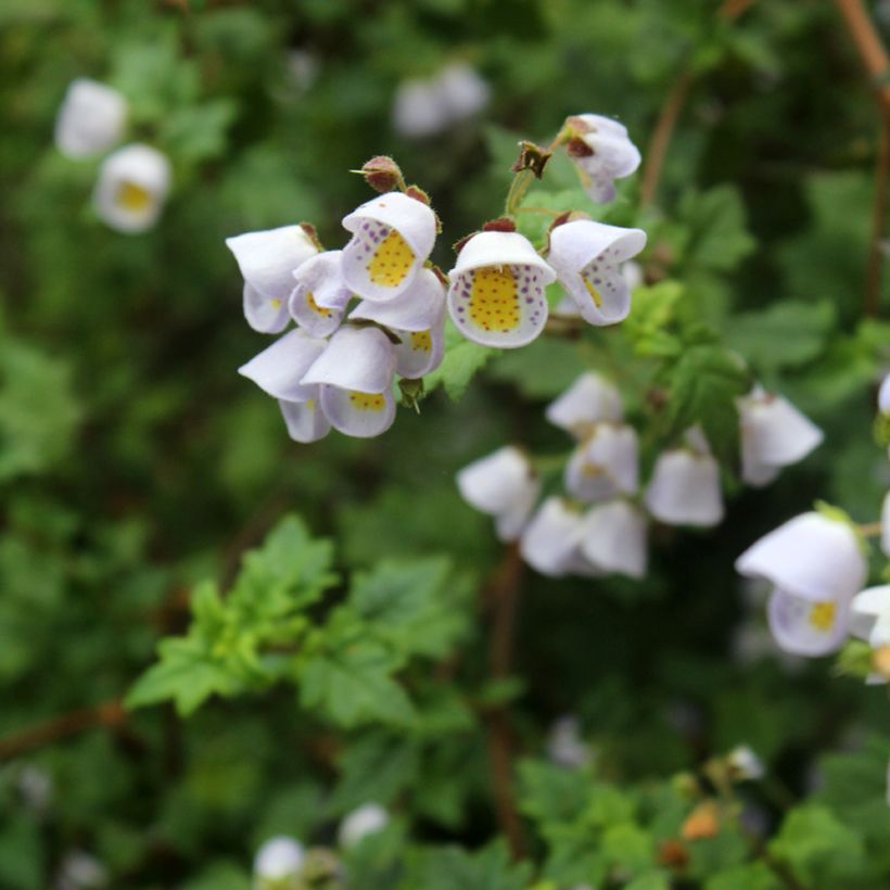 Jovellana violacea (Floraison)