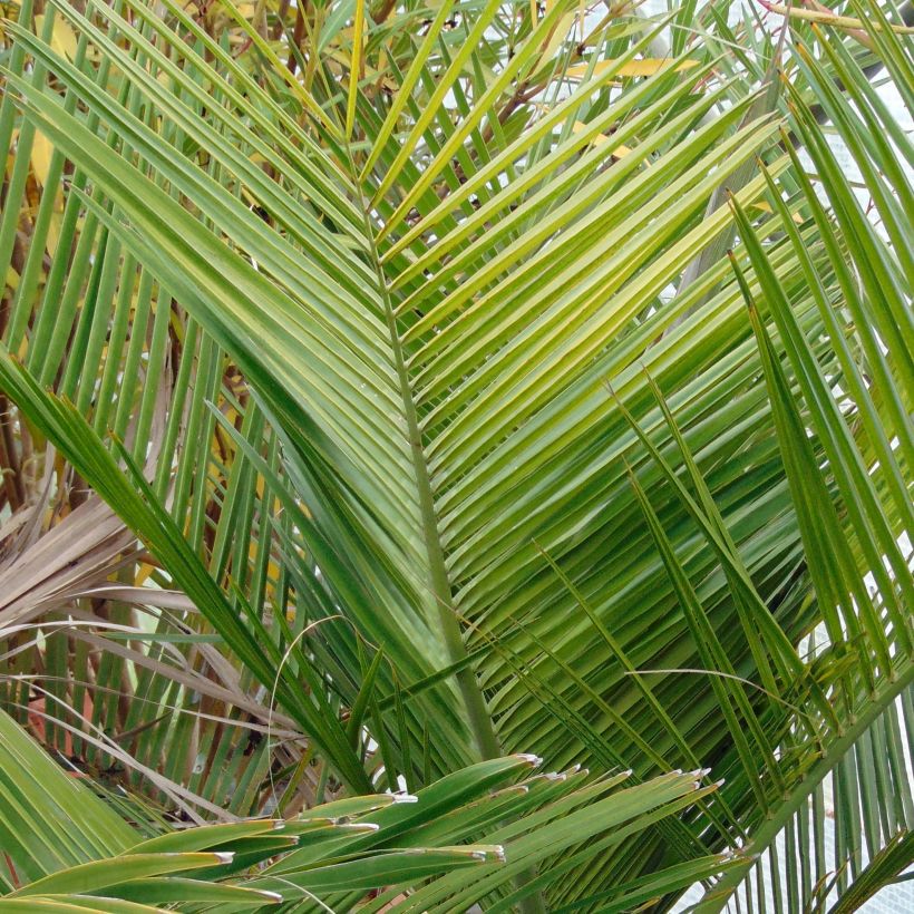 Jubaea chilensis - Cocotier du Chili (Foliage)