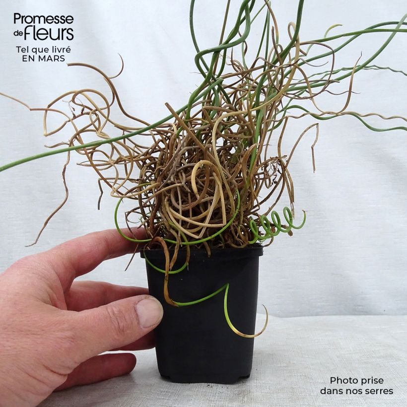 Example of Juncus effusus Spiralis - Jonc spiralé Godet de 8/9 cm as you get in printemps