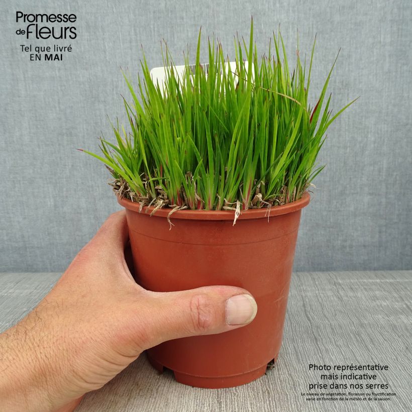 Spécimen de Juncus ensifolius Pot de 1L/1,5L tel que livré au printemps