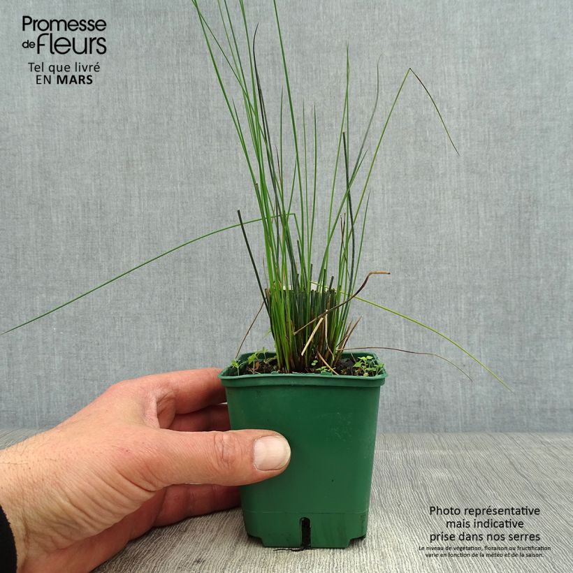 Spécimen de Juncus inflexus Blue Dart - Jonc glauque Godet de 8/9 cm tel que livré au printemps