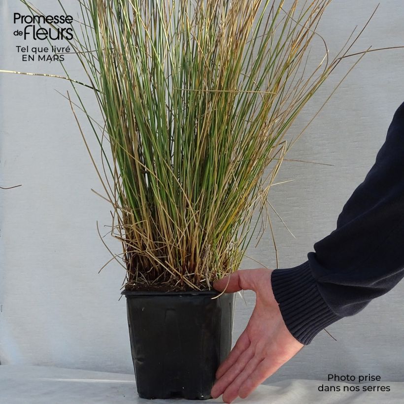 Spécimen de Juncus inflexus - Jonc des jardiniers Pot de 2L/3L tel que livré au printemps