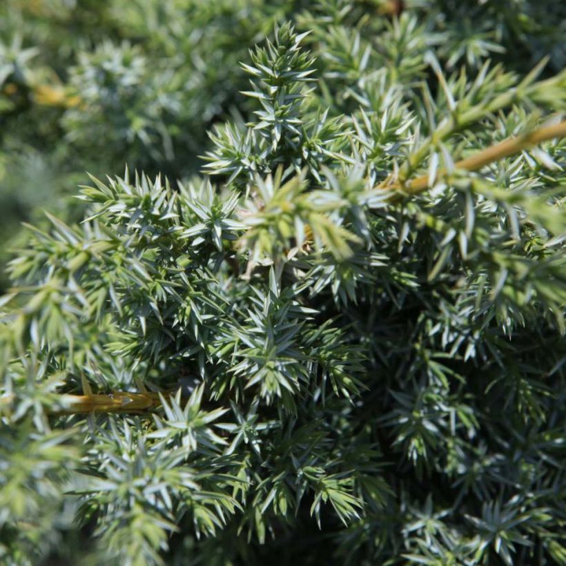 Juniperus chinensis Blue Alps - Genévrier de Chine (Foliage)