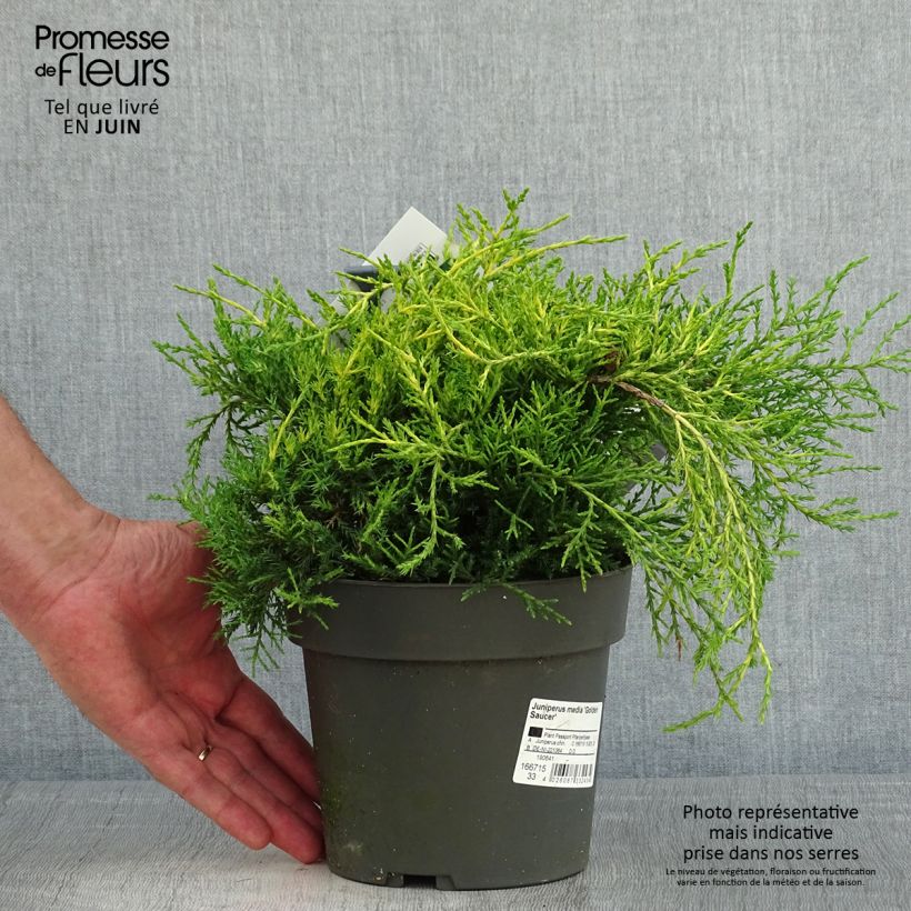 Spécimen de Juniperus chinensis Golden Saucer - Genévrier hybride Pot de 2L/3L tel que livré au printemps