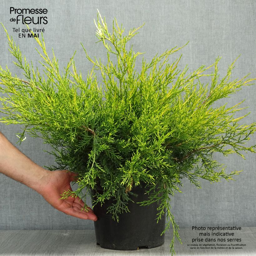 Example of Juniperus chinensis Kuriwao Gold - Genévrier hybride  Pot de 7,5L/10L as you get in printemps