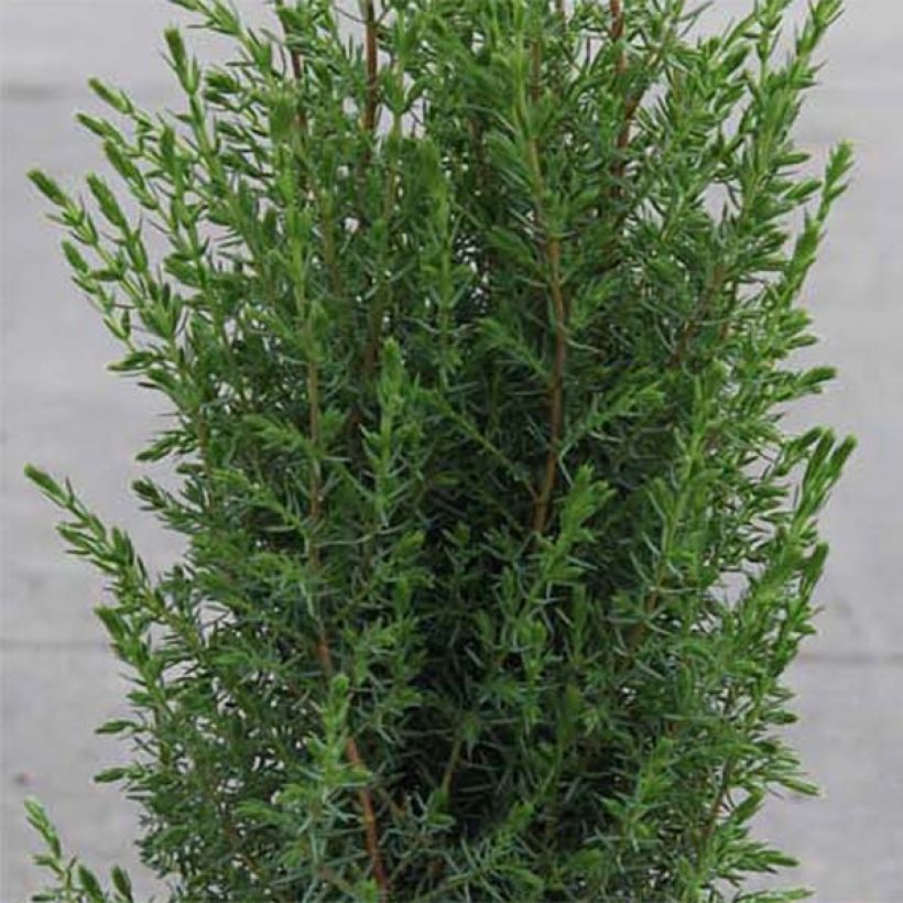 Juniperus communis Arnold - Genévrier commun (Foliage)