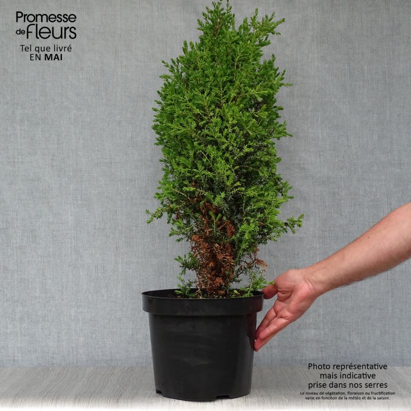 Example of Juniperus communis Arnold - Genévrier commun Pot de 7,5L/10L as you get in printemps