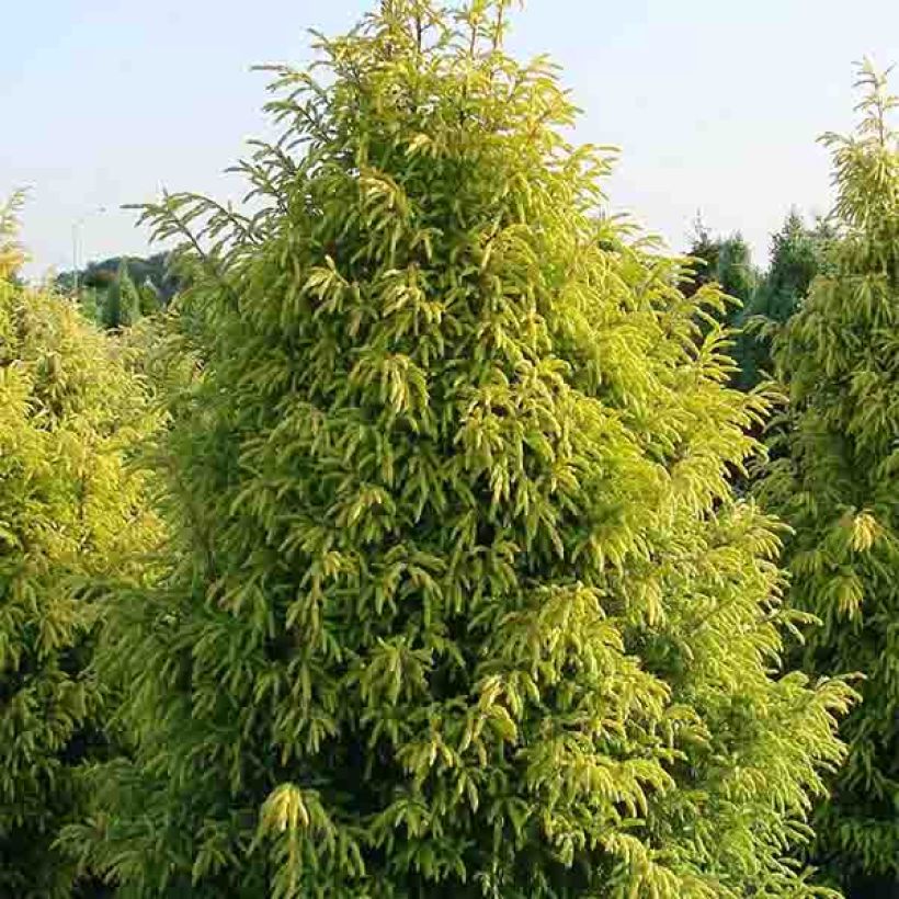 Genévrier commun - Juniperus communis Gold Cone                (Plant habit)