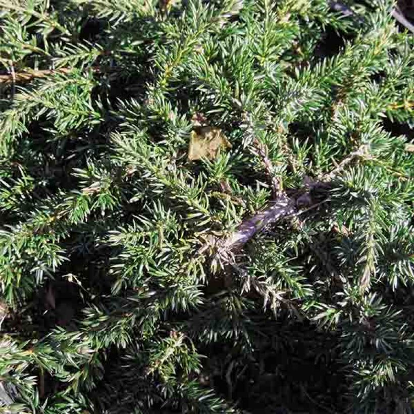 Genévrier commun - Juniperus communis Green Carpet    (Foliage)